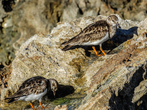 tiny beach birds on the rocks