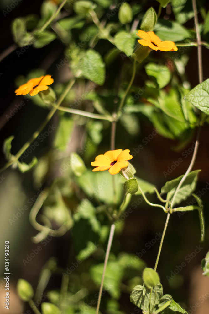 Black eyed Susan vine - thunbergia alata in sunny spring day. Black eyed Susan vine - thunbergia alata in sunny spring day.