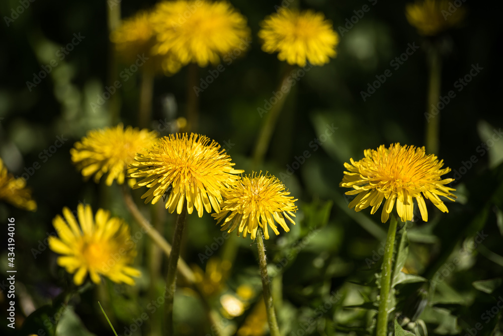 Yellow dandelion flowers in sunny spring day. Yellow dandelion flowers in sunny spring day.