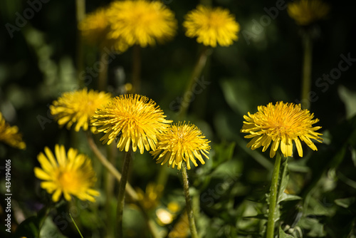 Yellow dandelion flowers in sunny spring day.