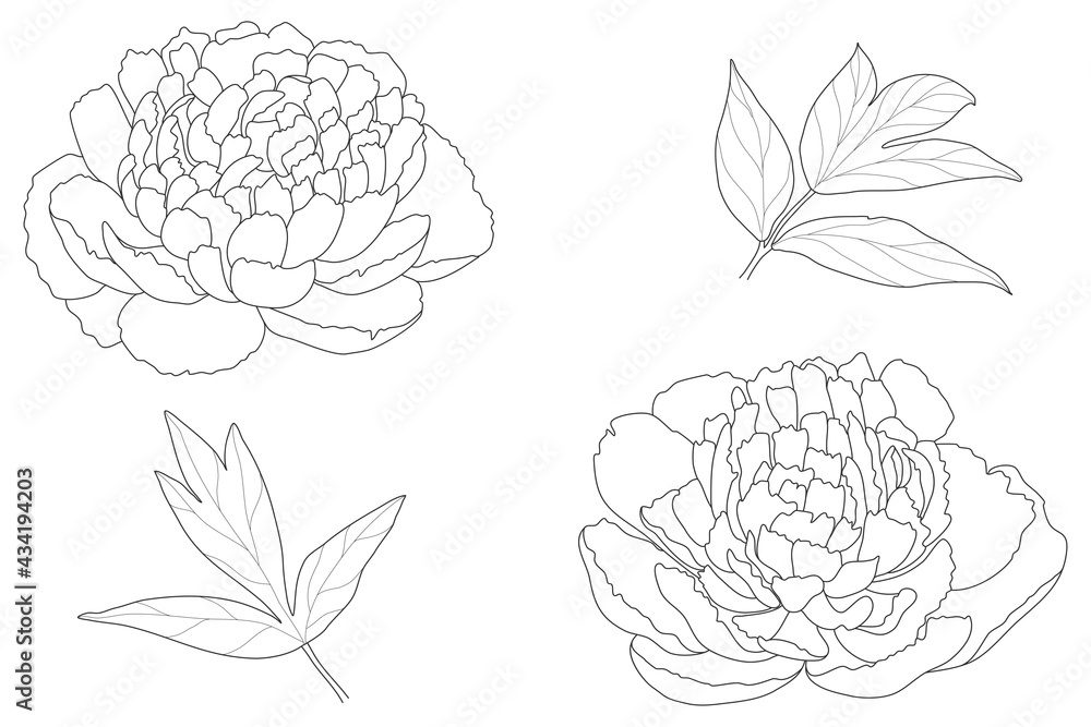 Floral background. Peony buds sketch. Floral background. Peony buds sketch.