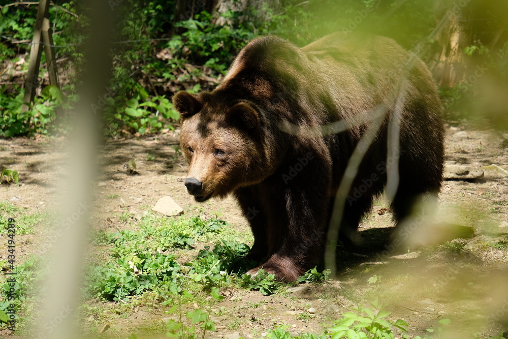 Beautiful brown bear