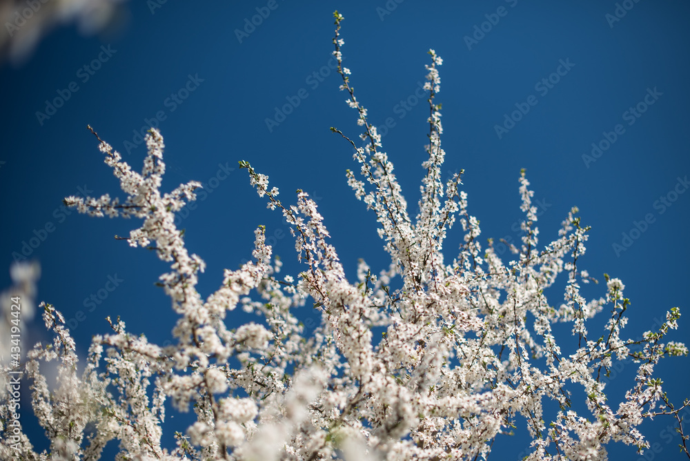 Branch with white plum blossoms in sunny spring day.