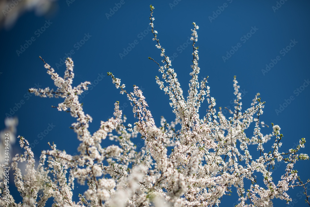 Branch with white plum blossoms in sunny spring day. Branch with white plum blossoms in sunny spring day.