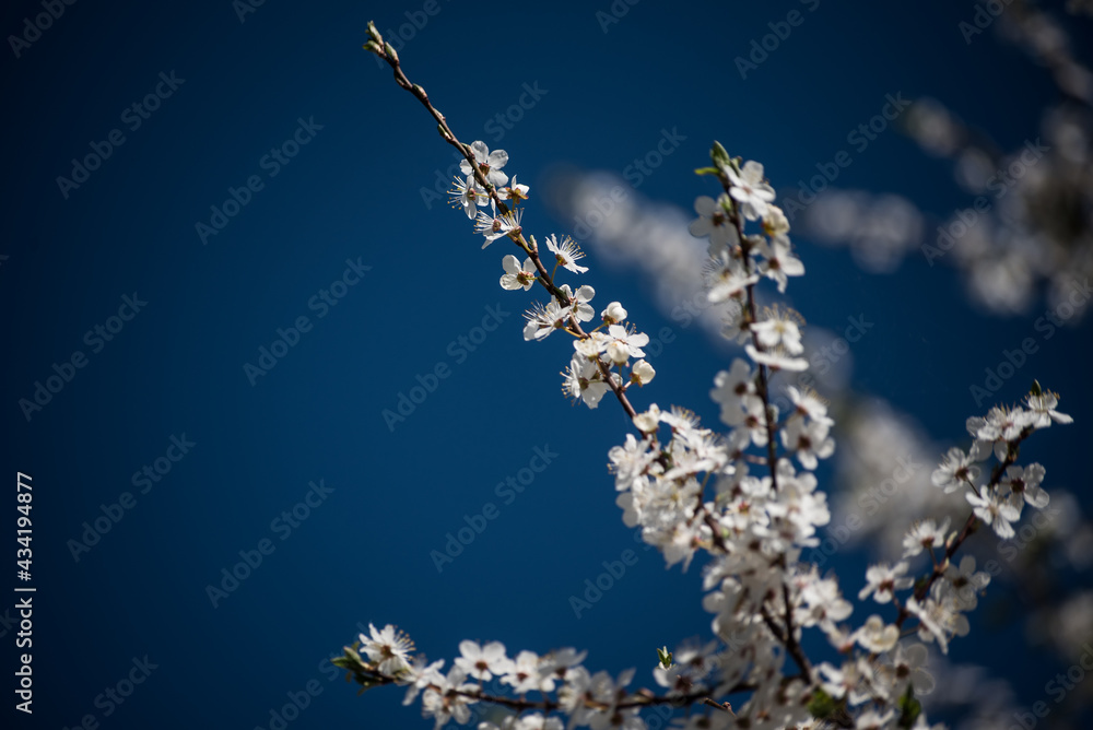 Branch with white plum blossoms in sunny spring day. Branch with white plum blossoms in sunny spring day.