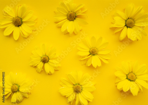Flowers composition from chrysanthemum flowers on yellow background. Color of the year 2021 illuminating, spring, summer template for your projects.