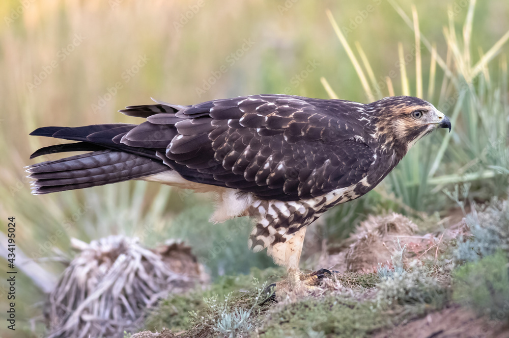 A Swainsons' Hawk juvenile, posing for a full-bodied portrait on a hillside in the semi-arid section of Colorado. A Swainsons' Hawk juvenile, posing for a full-bodied portrait on a hillside in the semi-arid section of Colorado.