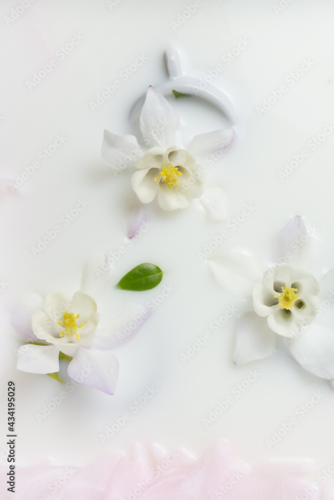 Creative floral background. Columbines and cups flowers floating in milk. Copy space, top view, selective focus. Creative floral background. Columbines and cups flowers floating in milk. Copy space, top view, selective focus.