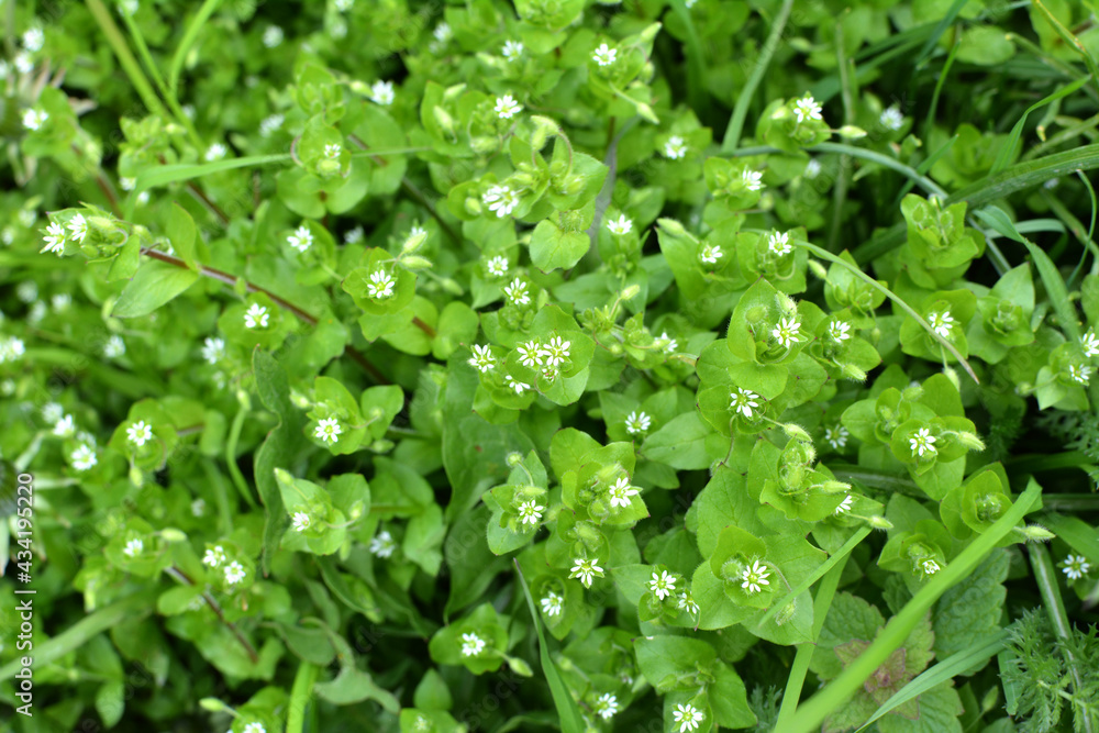 In the spring, Stellaria media grows in nature In the spring, Stellaria media grows in nature
