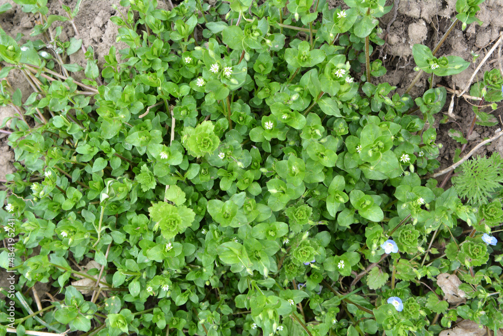 In the spring, Stellaria media grows in nature