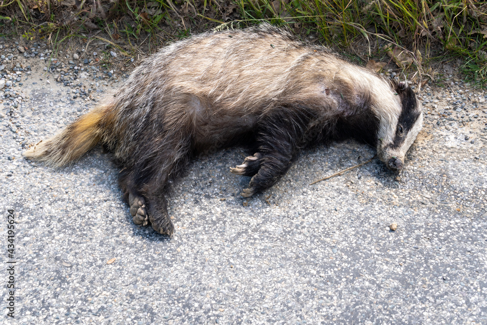 Obraz premium Roadkill, dead animal (badger) on a small country side road. Environnement preservation. France, drôme provencal