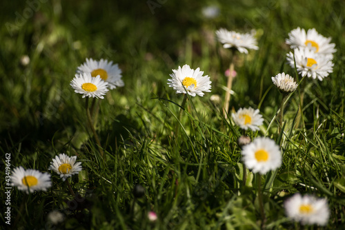 Green grass with blooming daisies (bellis perennis) in sunny spring day.