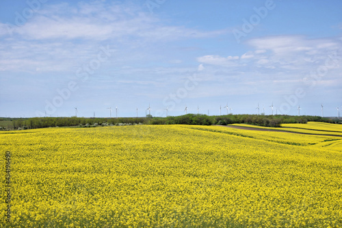 Canola field in bloom during spring