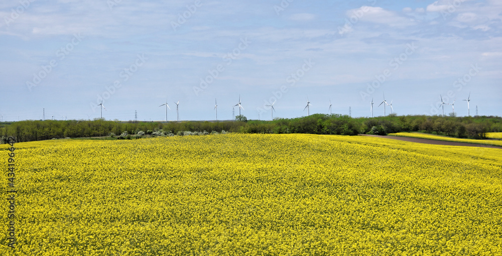 Canola field in bloom during spring Canola field in bloom during spring