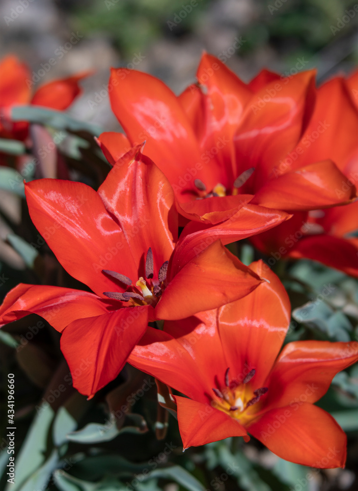 Bright Red Botanical Tulips in the Morning Sun Bright Red Botanical Tulips in the Morning Sun