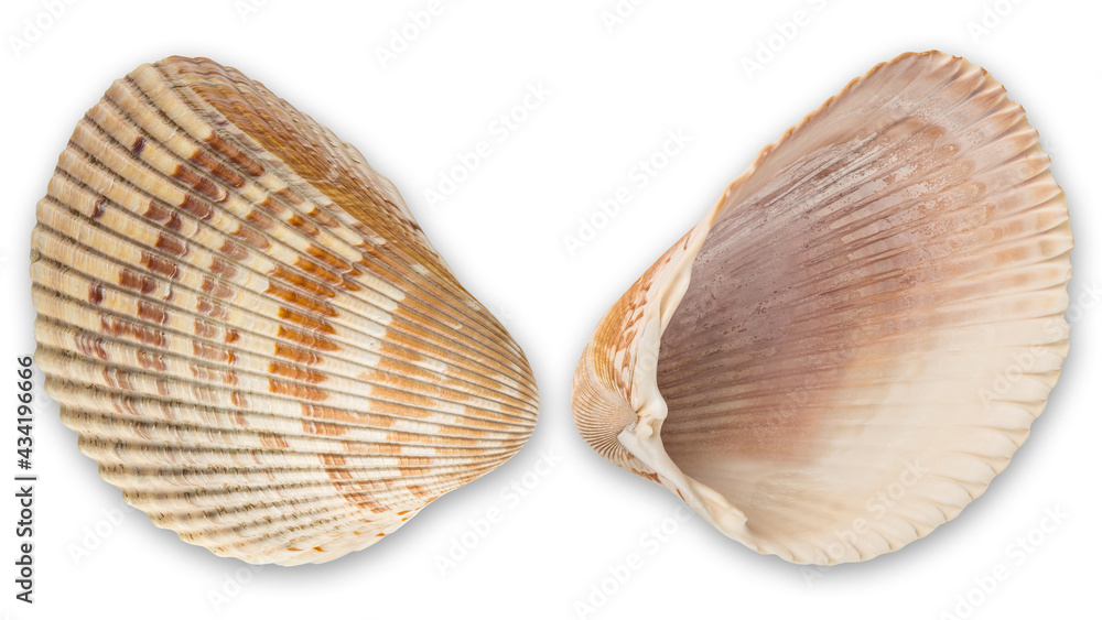 Sea shell Both sides. Huge ocean seashell. Wildlife beach shells without of molluscs. Summer vacation. Macro High resolution photo. Full depth of field. Top view isolated on white background. Sea shell Both sides. Huge ocean seashell. Wildlife beach shells without of molluscs. Summer vacation. Macro High resolution photo. Full depth of field. Top view isolated on white background.