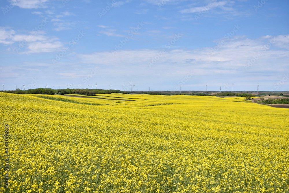 Canola field in bloom during spring