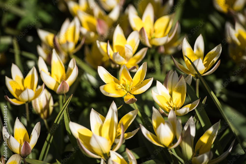 Obraz premium Yellow wild tulips with white blossom edge in sunny spring day.