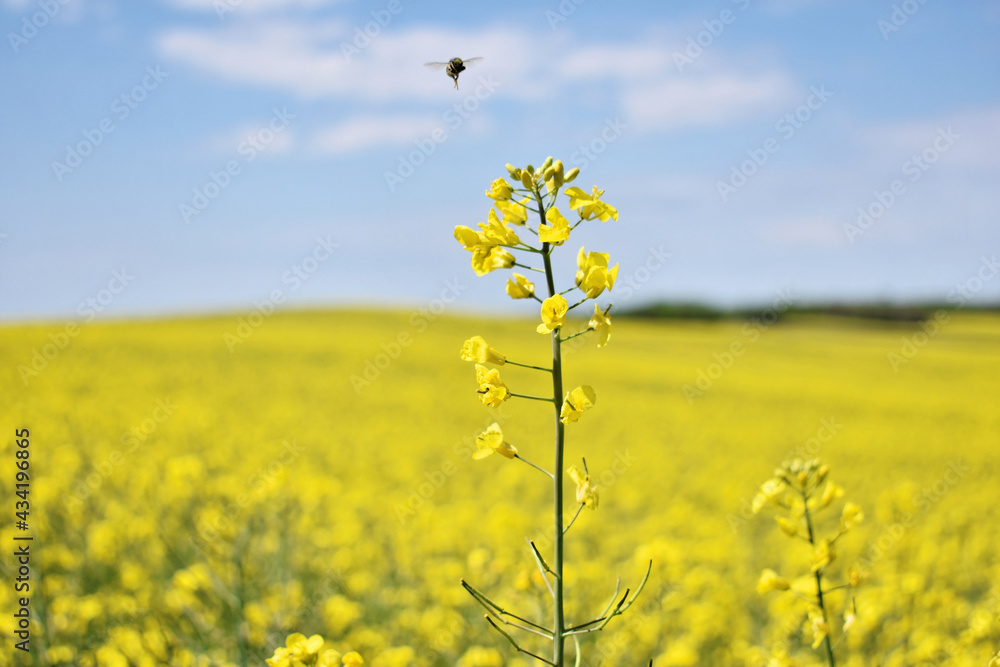 Obraz premium Canola field in bloom during spring