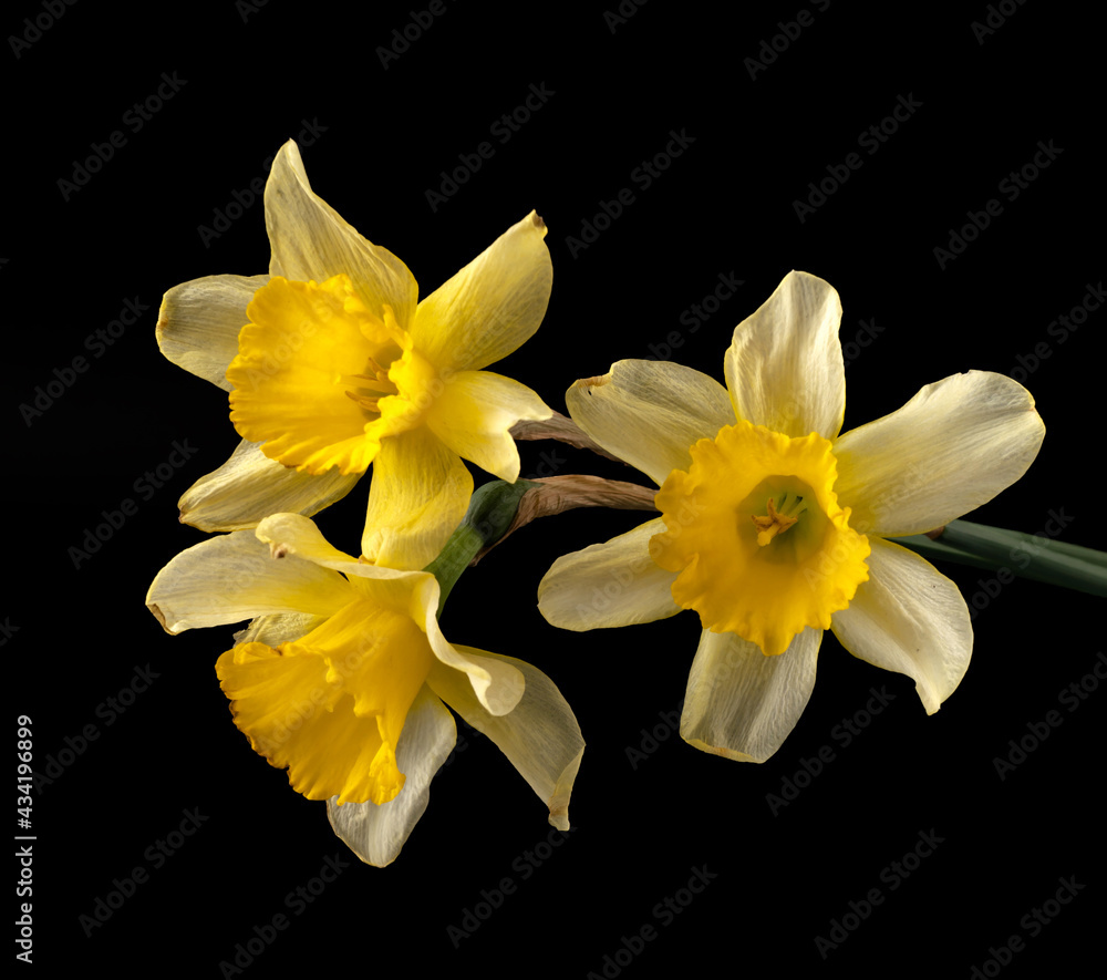 Fototapeta premium Blooming buds of daffodils flowers on a black background isolated