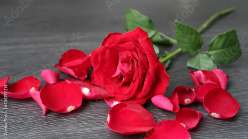 red rose with rose petals on a dark grey wooden background