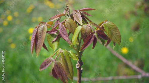 walnut branch in spring