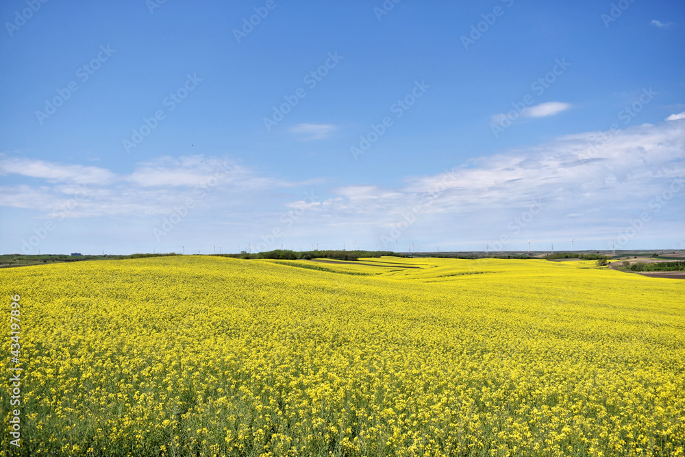 Canola field in bloom during spring Canola field in bloom during spring