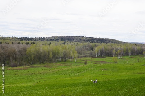landscape with trees