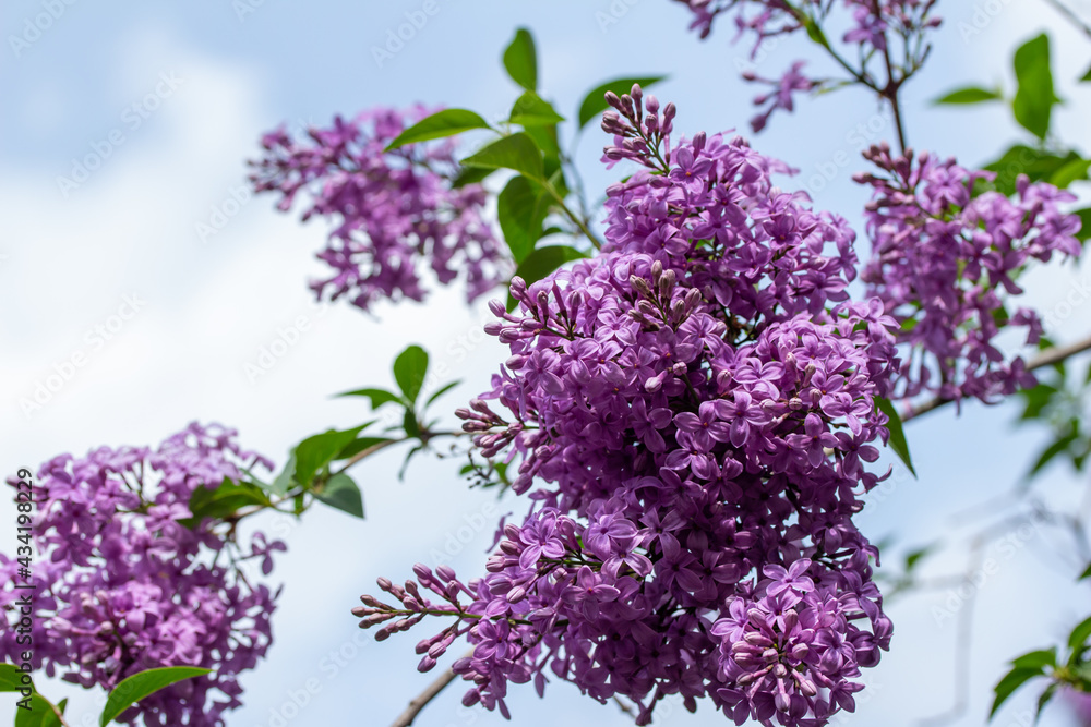 Close macro texture view of full blooming Chinese lilac (syringa chinensis) flower blossoms, with blue sky background
