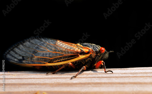 Cicada Adult Macro Close Up Profile © Carpio Photography