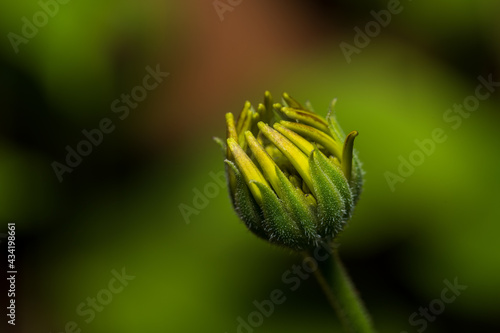 yellow flower bud
