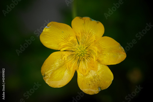 Yellow flower centred, closeup  © Ronny