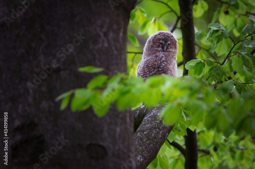 The tawny owl or brown owl - Strix aluco is a stocky  medium-sized owl commonly found in woodlands.