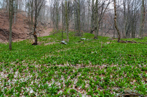 Fototapeta Naklejka Na Ścianę i Meble -  Early spring in Bieszczady, bear garlic growing in beech forests, Tołsta, Bieszczady Mountains