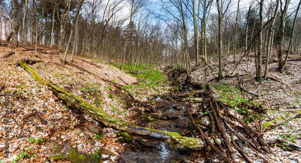Early spring in Bieszczady, bear garlic growing in beech forests, Tołsta, Bieszczady Mountains Early spring in Bieszczady, bear garlic growing in beech forests, Tołsta, Bieszczady Mountains