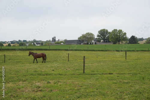 Brown Horse Green Field Yellow Buttercups Farm House Barn and Silos in Day Time Sky