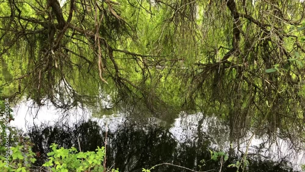 big willow tree and reflection in water big willow tree and reflection in water