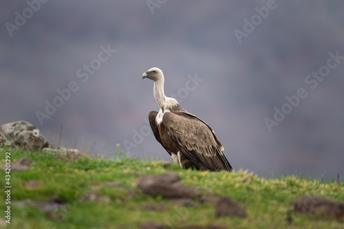 Griffon vultures in the Rhodope Mountains. Vultures near the carcass. European wildlife. 
