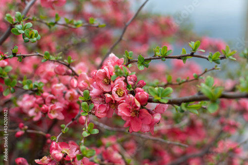 Pink Blossoms on a Tree
