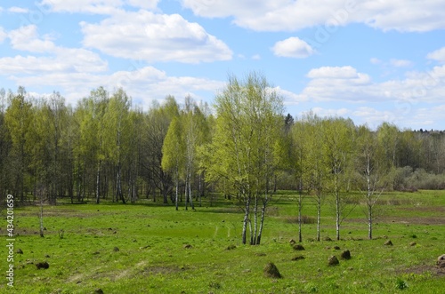 forest in the forest