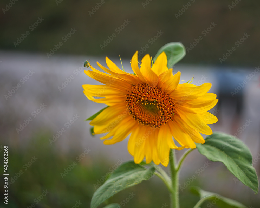Single sunflower in a field.