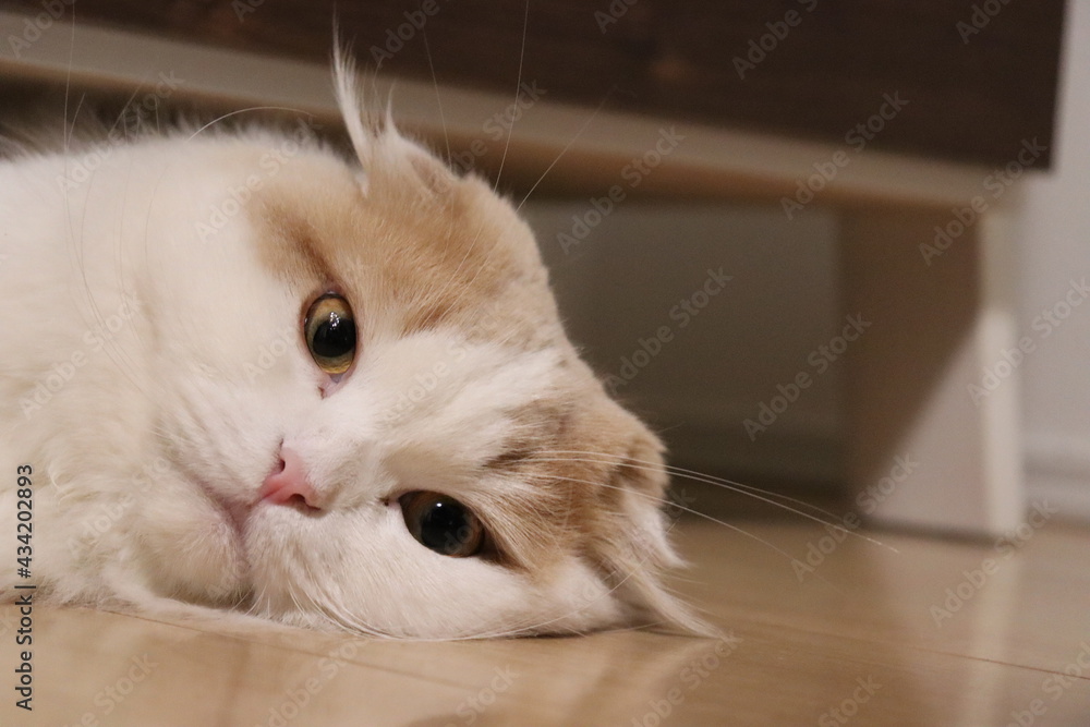 お疲れ様です 猫 疲労 Stock Photo Adobe Stock