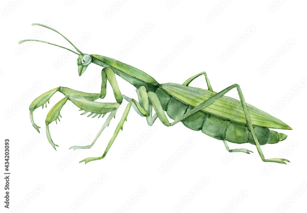 decorative green mantis in profile, invertebrate insect, voracious predator, color illustration on a white background in hand drawn style and watercolor technique - obrazy, fototapety, plakaty 