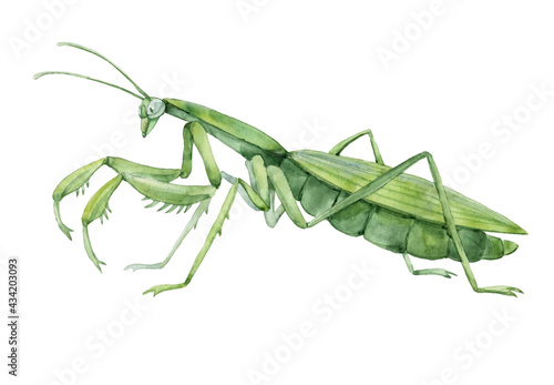 decorative green mantis in profile, invertebrate insect, voracious predator, color illustration on a white background in hand drawn style and watercolor technique