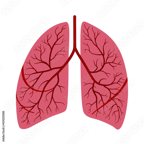 Anatomical human lungs in vector illustration