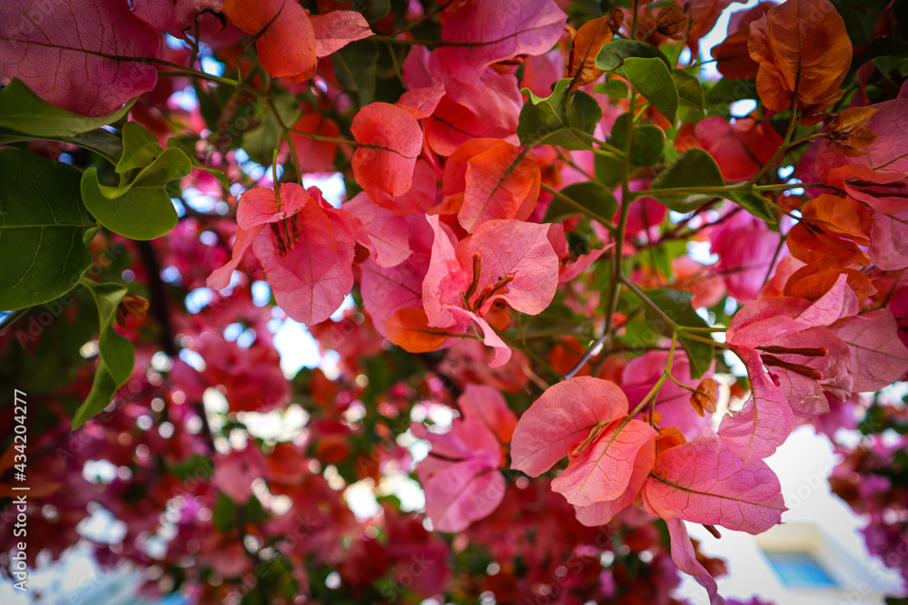 Bougainvillea with pink flowers and green leaves Bougainvillea with pink flowers and green leaves