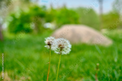 Dandelion and common dandelion with green grass and yellow flowers on the photo with blue sky and city background.