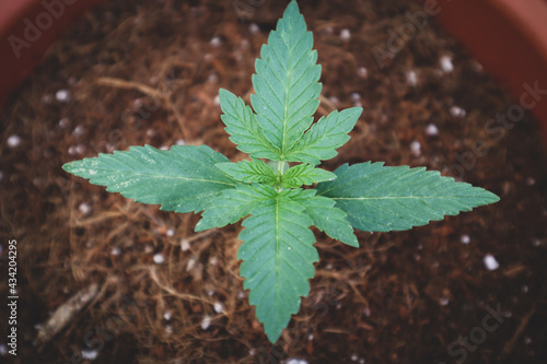Cannabis Marijuana plant grass herb weed natural seedling