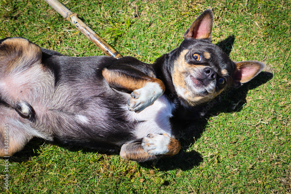 Chihuahua dog happily on the grass Chihuahua dog happily on the grass