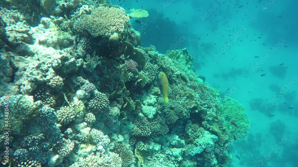 Underwater world of the ocean. Coral reef and colorful fish in clear sea water Underwater world of the ocean. Coral reef and colorful fish in clear sea water